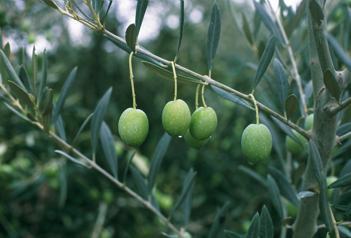 Interaceituna afora 429.090 t de verdeable, un 3,3% y 13.500 t más que en la anterior campaña