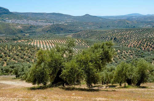 Andalucía afora una producción de aceite de oliva de apenas 550.600 t en 2023/24