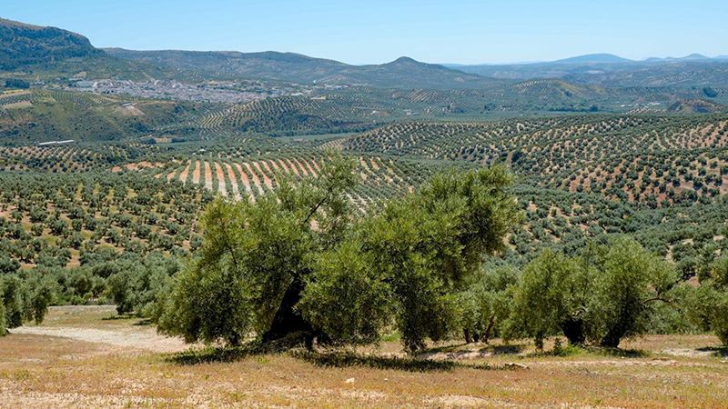 Andalucía afora una producción de aceite de oliva de apenas 550.600 t en 2023/24
