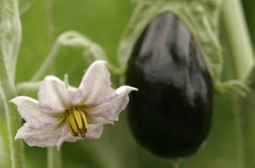 La interprofesional andaluza Hortyfruta activa la extensión de norma para la berenjena