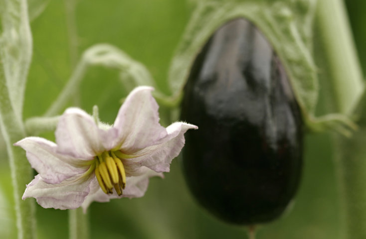 La interprofesional andaluza Hortyfruta activa la extensión de norma para la berenjena