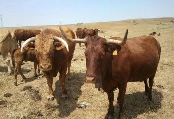 España confirma seis nuevos focos de dermatosis nodular contagiosa en Cataluña