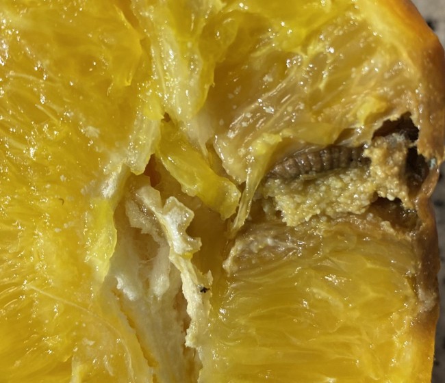 Intercitrus confirma que Sudáfrica vuelve a incumplir la normativa comunitaria del cold treatment