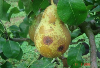 Control integrado de la estemfiliosis del peral