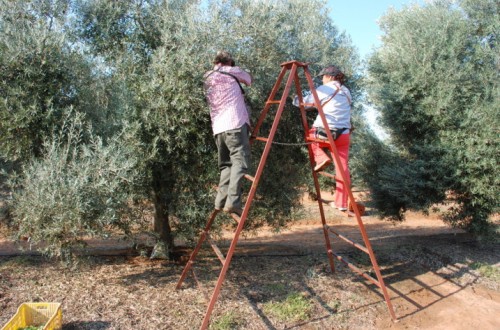 Asemesa denuncia coacciones a la industria aceitunera en el Norte de Cáceres durante la recolección
