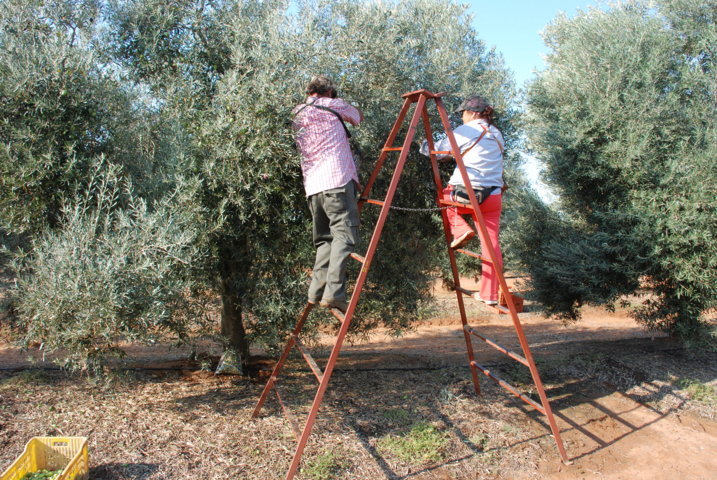 Asemesa denuncia coacciones a la industria aceitunera en el Norte de Cáceres durante la recolección