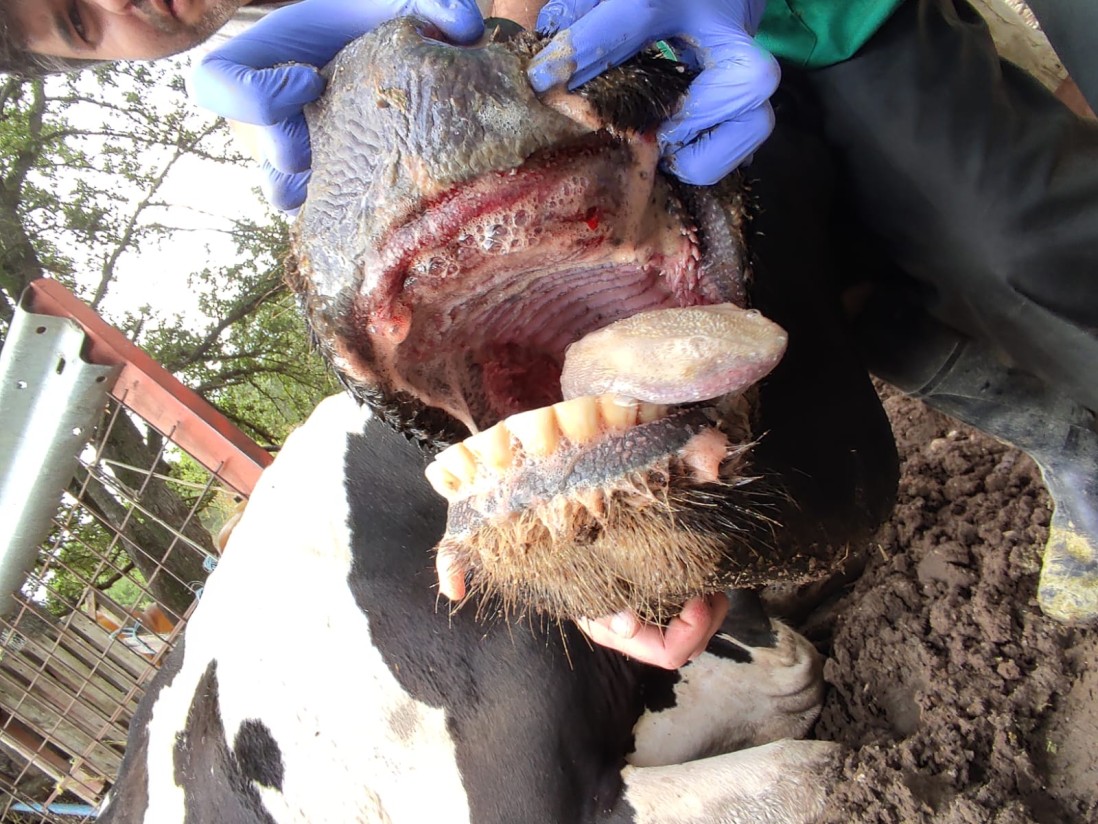 Una treintena de nuevas comarcas detectaron casos de EHE en bovinos en la última semana