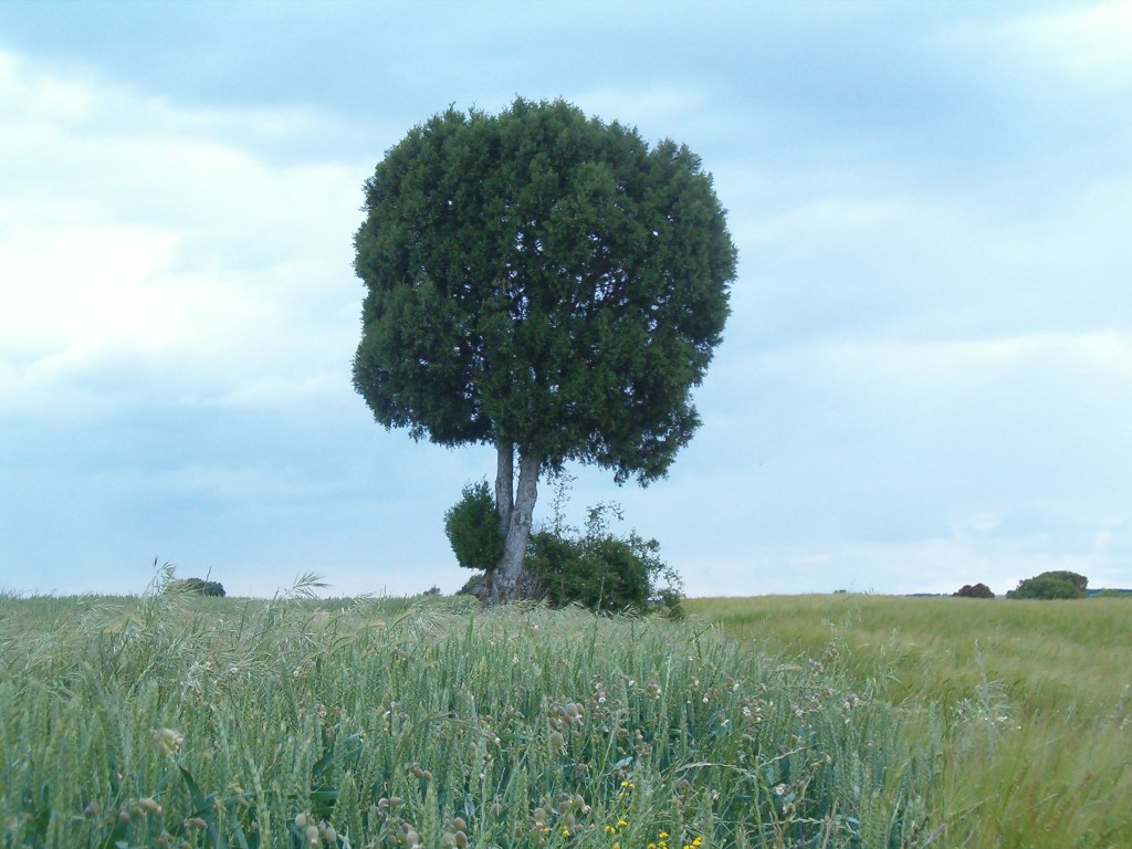 Castilla y León: ayudas de 120 M€ para jóvenes y modernización de explotaciones agrarias