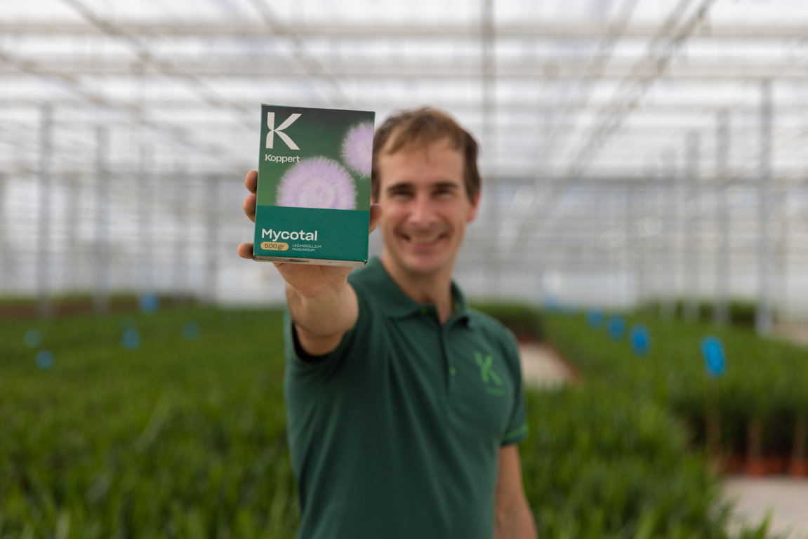 Mycotal, el bioinsectida de Koppert para el control de mosca blanca en cultivos hortícolas