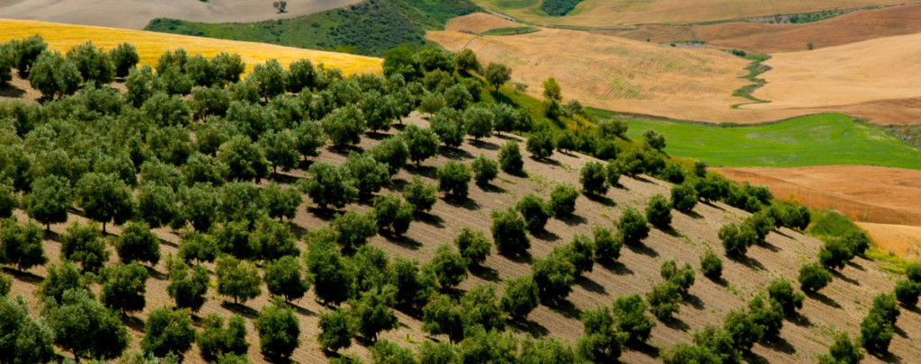 El MAPA afora una producción nacional de aceite de oliva de 765.300 t en la campaña 2023/24