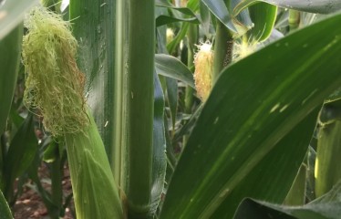 Panicum dichotomiflorum, una amenaza emergente en el cultivo del maíz español