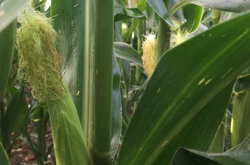 Panicum dichotomiflorum, una amenaza emergente en el cultivo del maíz español