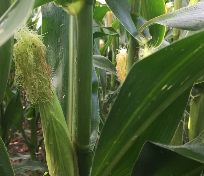 Panicum dichotomiflorum, una amenaza emergente en el cultivo del maíz español