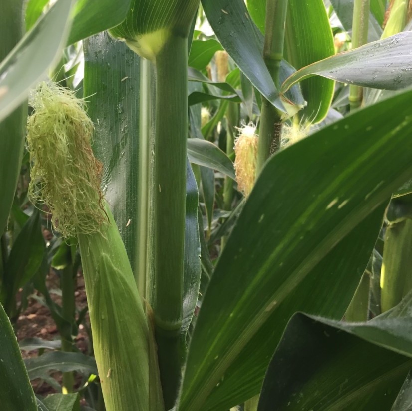 Panicum dichotomiflorum, una amenaza emergente en el cultivo del maíz español