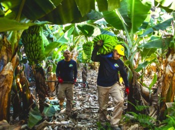 Agroseguro abona 7,6 millones de euros en indemnizaciones para productores de plátano de Canarias