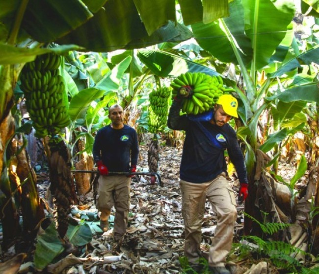 Agroseguro abona 7,6 millones de euros en indemnizaciones para productores de plátano de Canarias