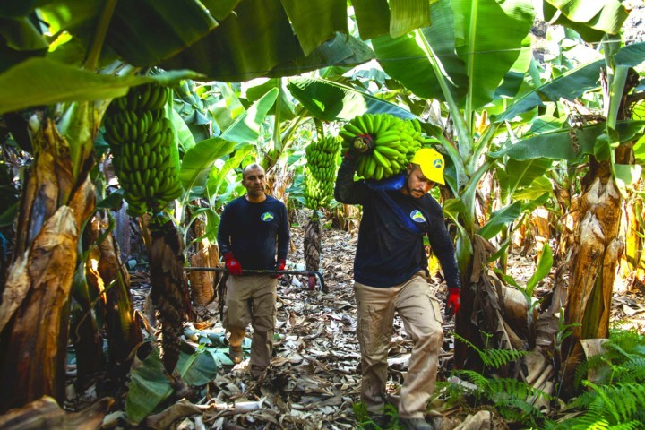 El sector del plátano de Canarias supera en 2023 los niveles de comercialización anteriores al volcán de La Palma