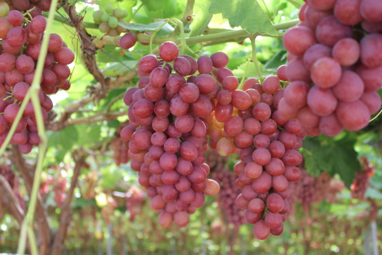 La Región de Murcia cosecha unas 260.000 t de uva de mesa en la actual campaña