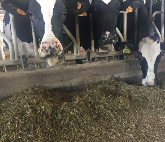Entregas y precios en origen de la leche cruda de vaca bajaron en agosto