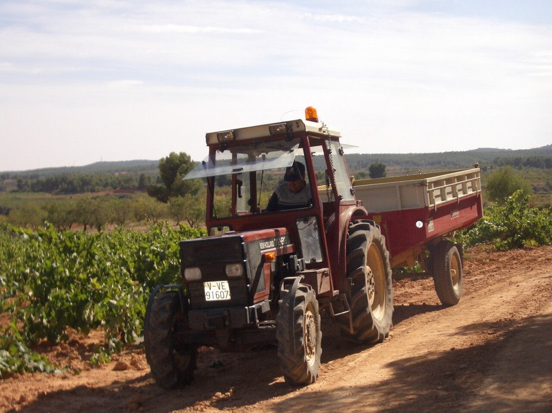 Cooperativas de Castilla-La Mancha rebaja a 32-33 Mhl la producción vitivinícola española 2023/24