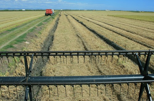 La siega del arroz valenciano concluye con una merma del 15% y precios en origen estables