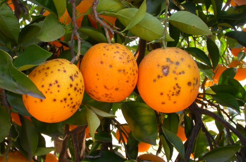 Sudáfrica suma 7 detecciones de mancha negra en septiembre y ya acumula 26 este año