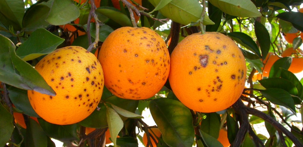 citricos_mancha_negra