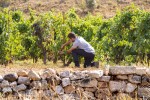 Los agricultores menores de 40 años son ya los principales usuarios de la línea de avales de Saeca