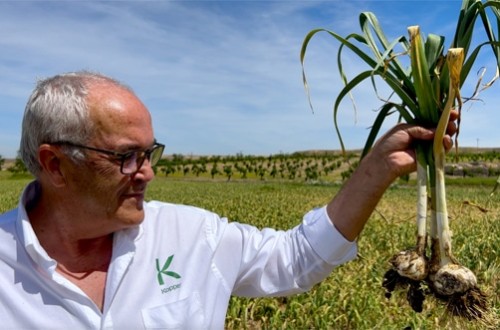 Los protocolos de control biológico de Koppert para ajo, cebolla y puerro