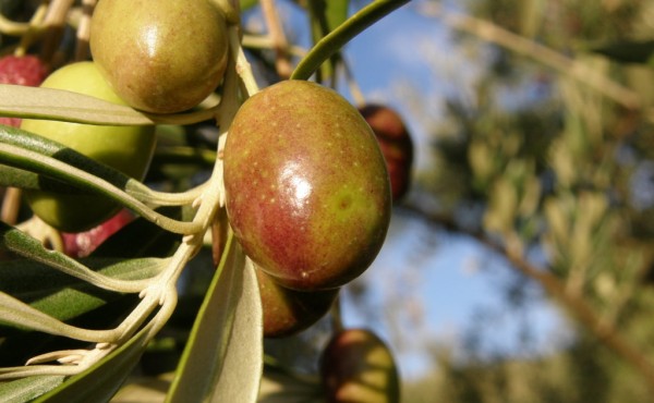 Estrategia de control de la mosca del olivo