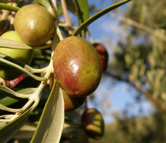 Estrategia de control de la mosca del olivo