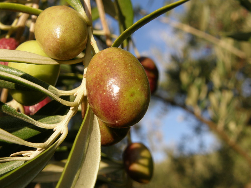 Estrategia de control de la mosca del olivo