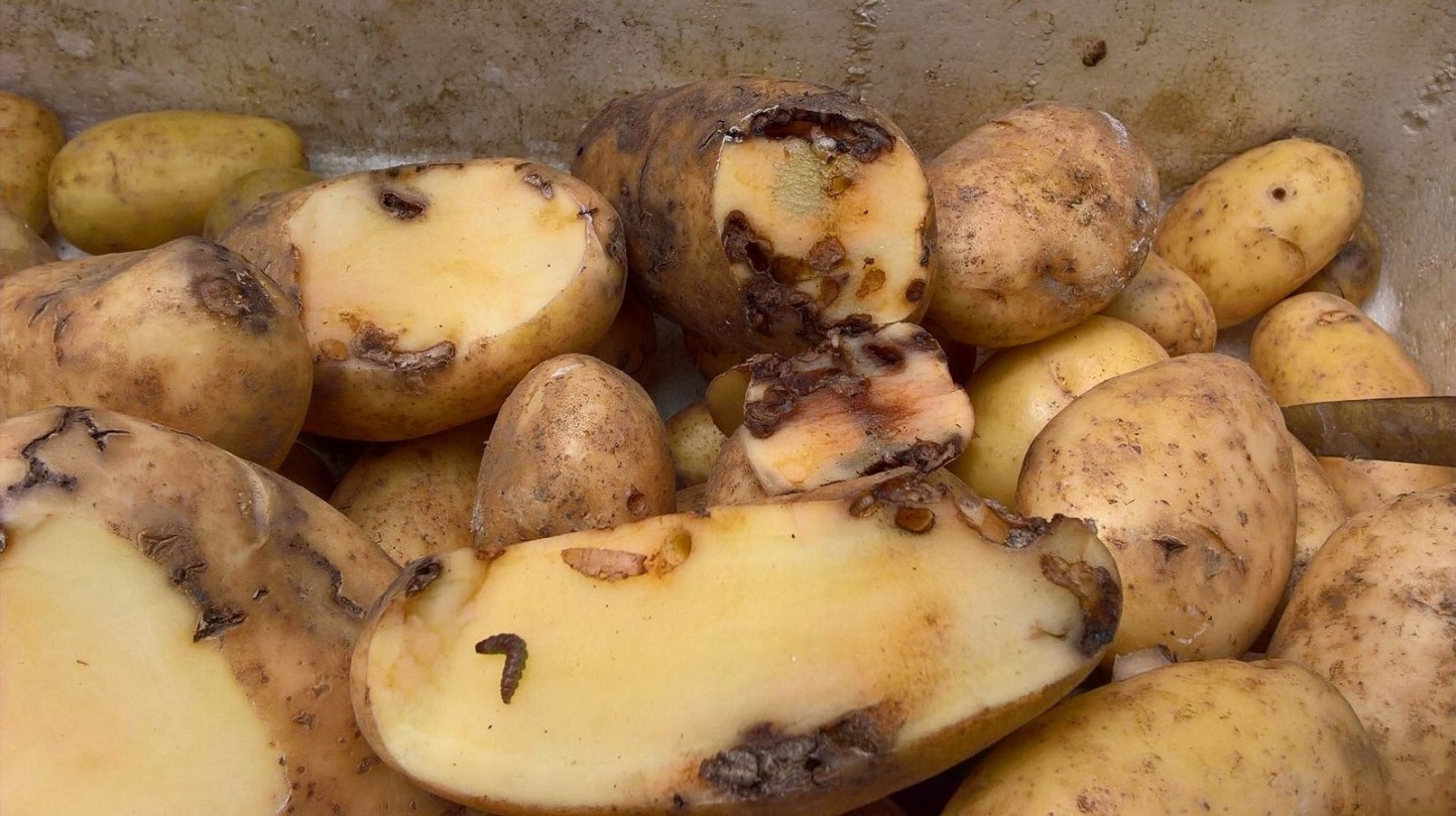 Evolución de la polilla guatemalteca en el cultivo de la patata