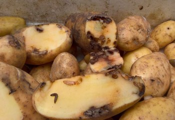 Evolución de la polilla guatemalteca en el cultivo de la patata