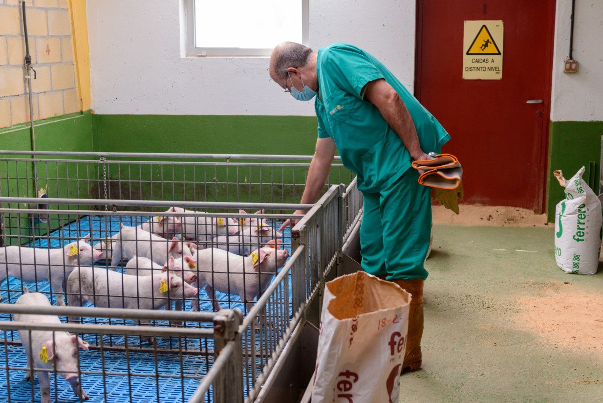 Innovación y apoyo a un sector estratégico: Centro de Pruebas de Porcino del ITACyL