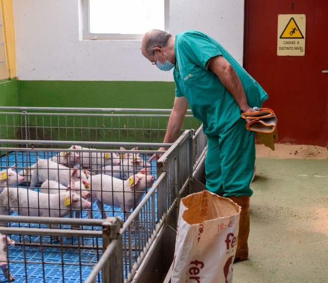 Innovación y apoyo a un sector estratégico: Centro de Pruebas de Porcino del ITACyL