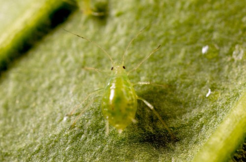 Koppert busca soluciones a la nueva raza de pulgón verde