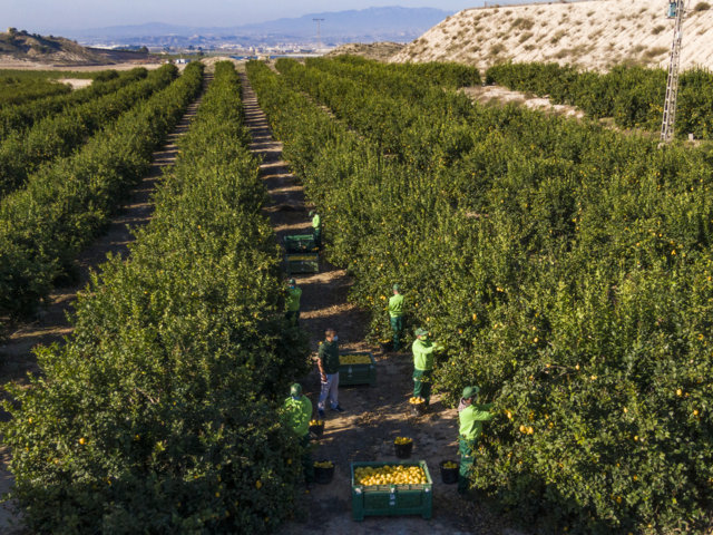 La interprofesional Ailimpo impulsa medidas para mejorar la información sobre nuevas variedades de limón y pomelo