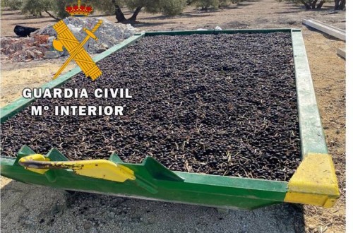 Preocupación en las OPAS y cooperativas andaluzas por los robos de aceituna en el campo