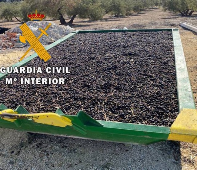 Preocupación en las OPAS y cooperativas andaluzas por los robos de aceituna en el campo