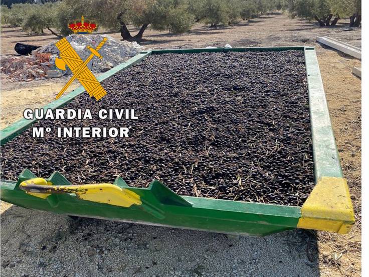 Preocupación en las OPAS y cooperativas andaluzas por los robos de aceituna en el campo