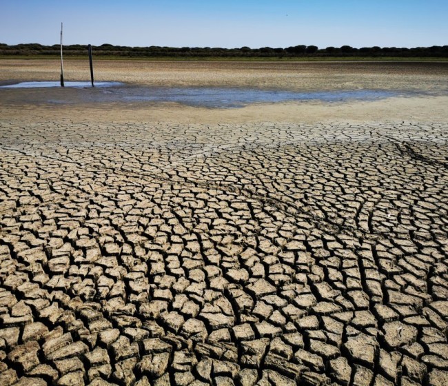 La Junta de Andalucía destina 55 millones en ayudas a agricultores afectados por temporales, lengua azul y sequía