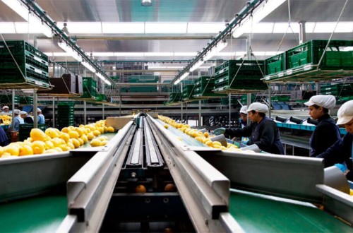 Bollo Natural Fruit facturó 500 M€ de productos citrícolas en 2022 y prevé entrar en nuevos mercados