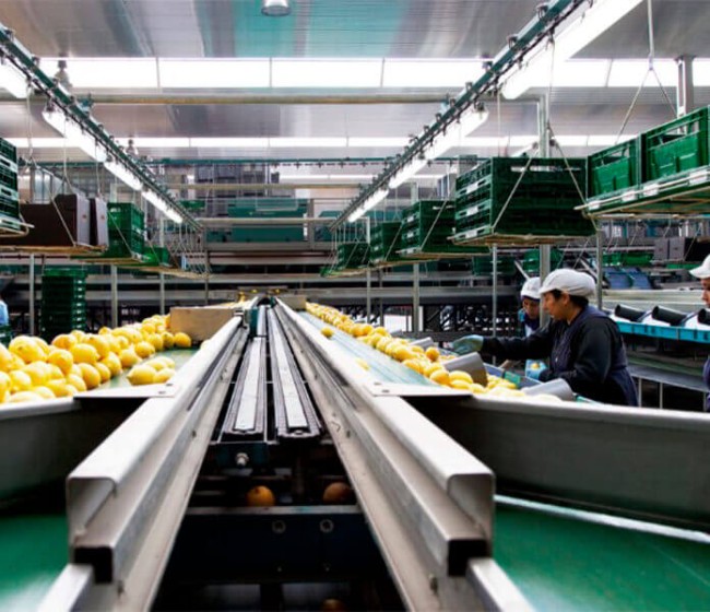 Bollo Natural Fruit facturó 500 M€ de productos citrícolas en 2022 y prevé entrar en nuevos mercados