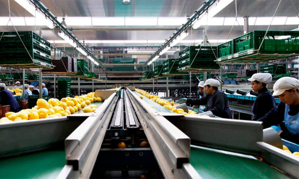 Bollo Natural Fruit facturó 500 M€ de productos citrícolas en 2022 y prevé entrar en nuevos mercados