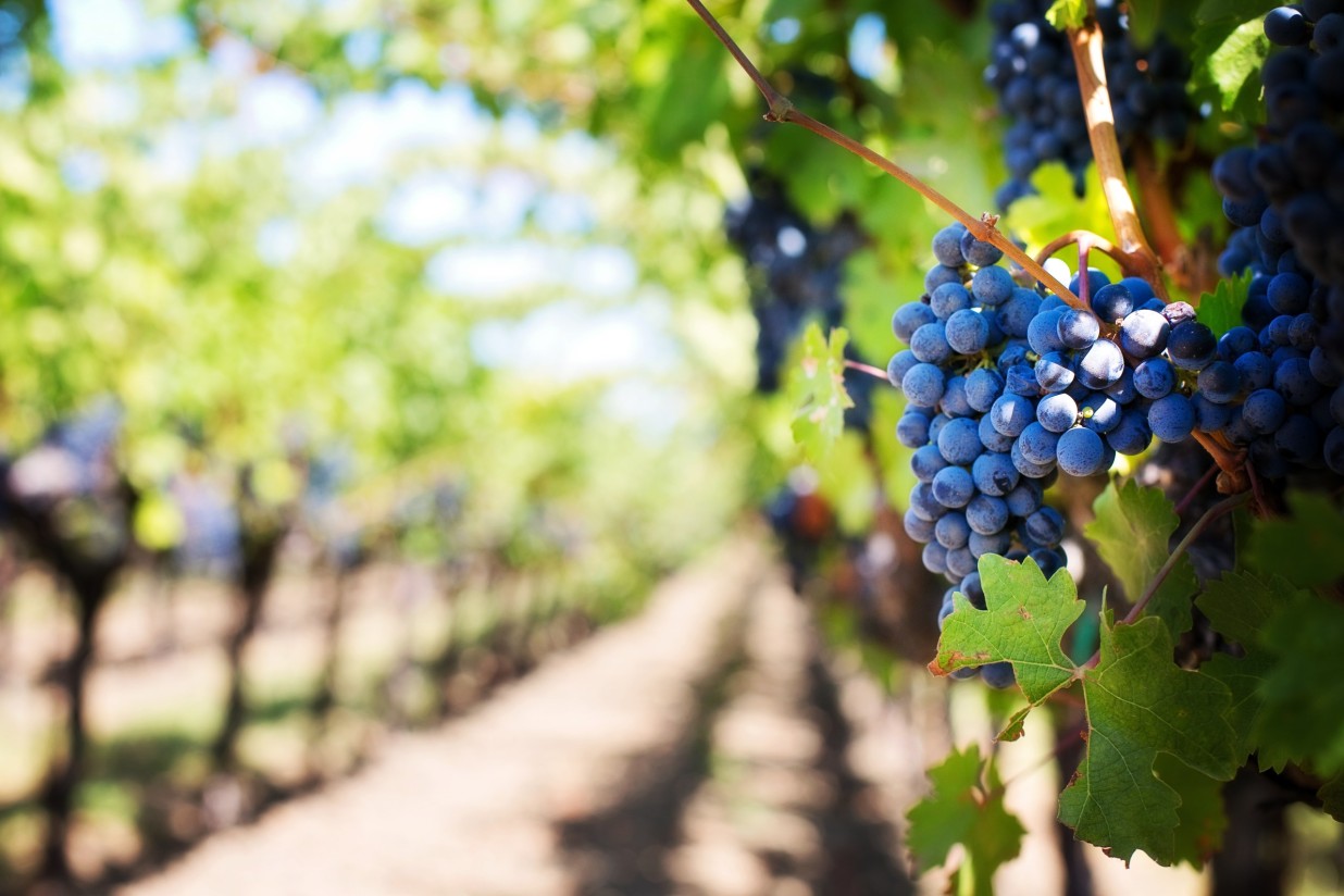 Agrovid analizará el presente y futuro del viñedo del 5 al 7 de marzo