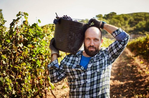Ligera subida del empleo agrario en septiembre por el inicio de las campañas agrícolas de otoño