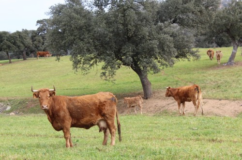 Extremadura dará también ayudas directas a las ganaderías afectadas por la Enfermedad Hemorrágica Epizoótica