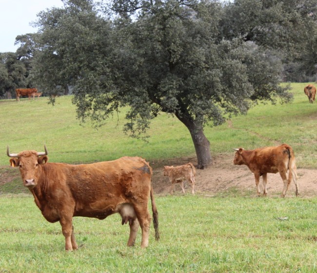 Extremadura dará también ayudas directas a las ganaderías afectadas por la Enfermedad Hemorrágica Epizoótica