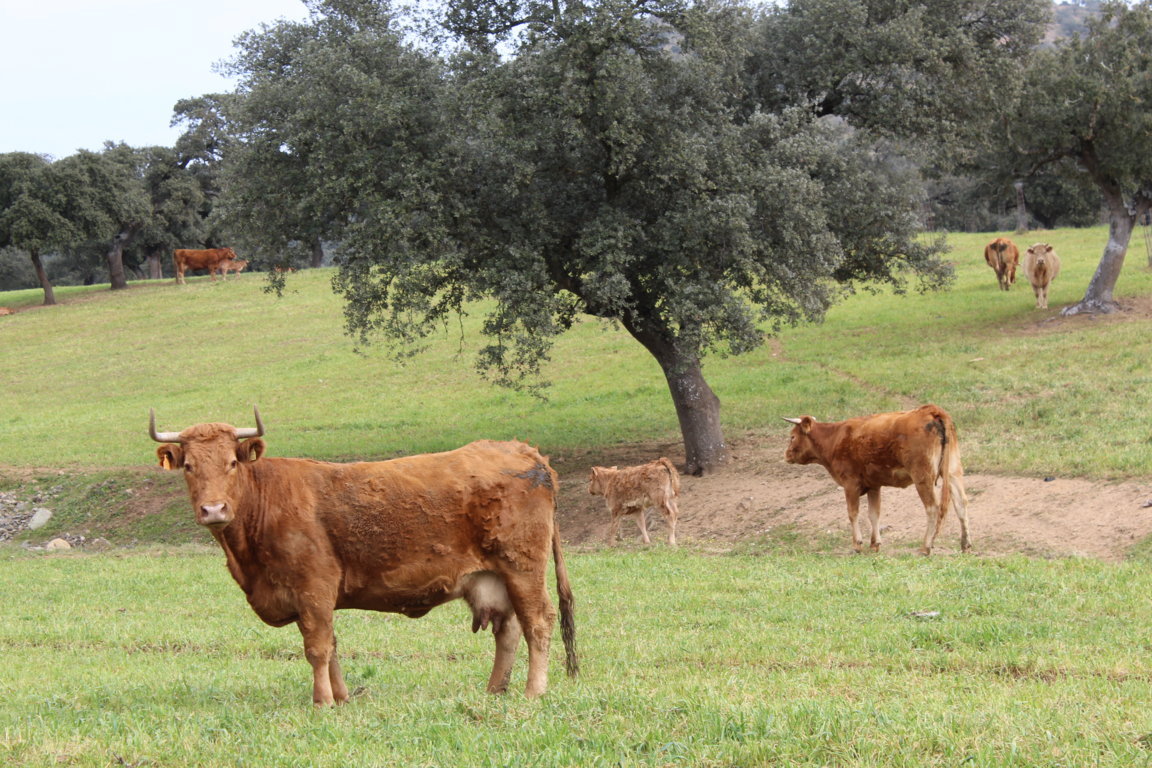 Extremadura dará también ayudas directas a las ganaderías afectadas por la Enfermedad Hemorrágica Epizoótica